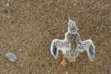 Least Tern: Chicks - keep running