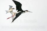 Least_Tern_0372_800.jpg
