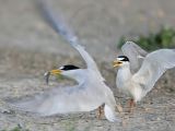 Least_Tern_0396_800.jpg