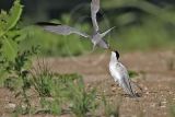 Least_Tern_9938_800.jpg