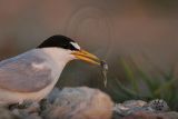 Least_Tern_3259_800.jpg