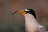 Least_Tern_3261_800.jpg