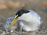 Least Tern: Care and feeding