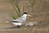 Least_Tern_5918_800.jpg
