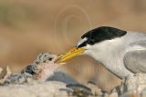 Least_Tern_7685_800.jpg