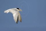 Least_Tern_1576_800.jpg