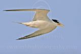 Least_Tern_3878_800.jpg