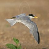 Least Tern: On the wing