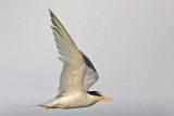 Least_Tern_6302 800.jpg