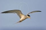 Least_Tern_6550 800.jpg