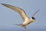 Least_Tern_6551_800.jpg