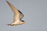 Least_Tern_6600 800.jpg