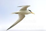 Least_Tern_7736 800.jpg