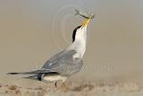 Least_Tern_4458_800.jpg