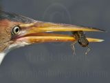 Least_Bittern_8615_800.jpg