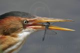 Least_Bittern_8790_800.jpg