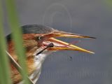 Least_Bittern_8800_800.jpg