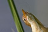 Least_Bittern_1488_800.jpg