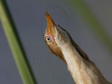 Least_Bittern_1489_800.jpg