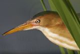 Least_Bittern_1512_800.jpg
