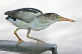 Least_Bittern_4129 800.jpg