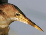 Least_Bittern_5777 800.jpg