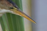 Least_Bittern_5982 800.jpg