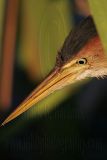 Least_Bittern_6208 800.jpg