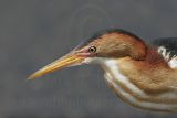 Least_Bittern_9082 800.jpg