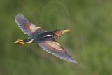 Least_Bittern_0541_800.jpg
