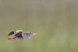 Least_Bittern_0547_800.jpg