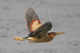 Least_Bittern_2372_800.jpg
