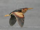 Least_Bittern_2375_800.jpg