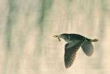 Least_Bittern_7964_800.jpg