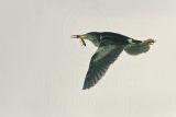 Least_Bittern_7970_800.jpg