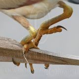 Least_Bittern_9228_800.jpg