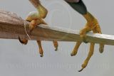 Least_Bittern_9239_800.jpg