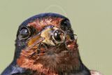 Barn_Swallow_5104_800.jpg
