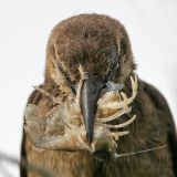 Great-tailed_Grackle_3736_800.jpg