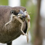 Great-tailed_Grackle_9930_800.jpg