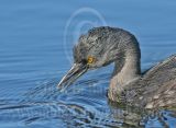 3738514-Least Grebe.jpg