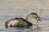 3876547-Least Grebe.jpg
