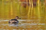 3876598-Least Grebe.jpg