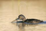 3876655-Least Grebe.jpg