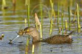 3876678-Least Grebe.jpg