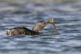 3876726-Least Grebe.jpg