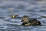 3876731-Least Grebe.jpg