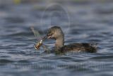3876733-Least Grebe.jpg