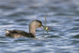 3876736-Least Grebe.jpg
