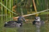 4067413-Least Grebe.jpg